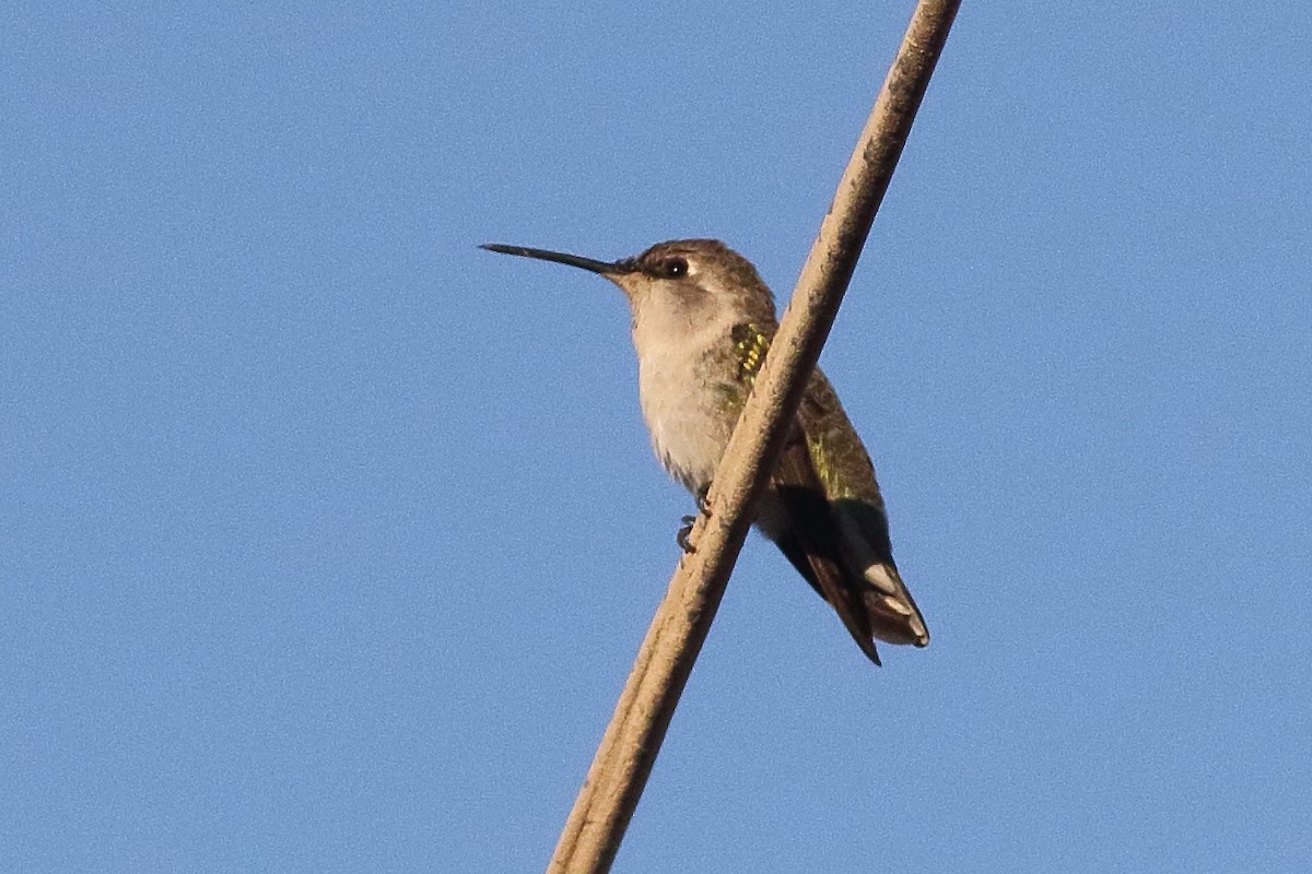Costa's Hummingbird - ML295449371