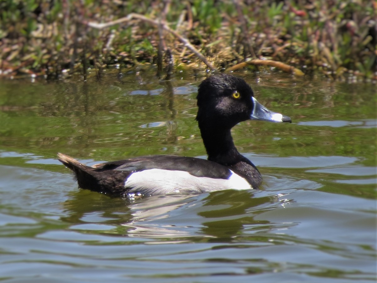 Ring-necked Duck - Tom Edell
