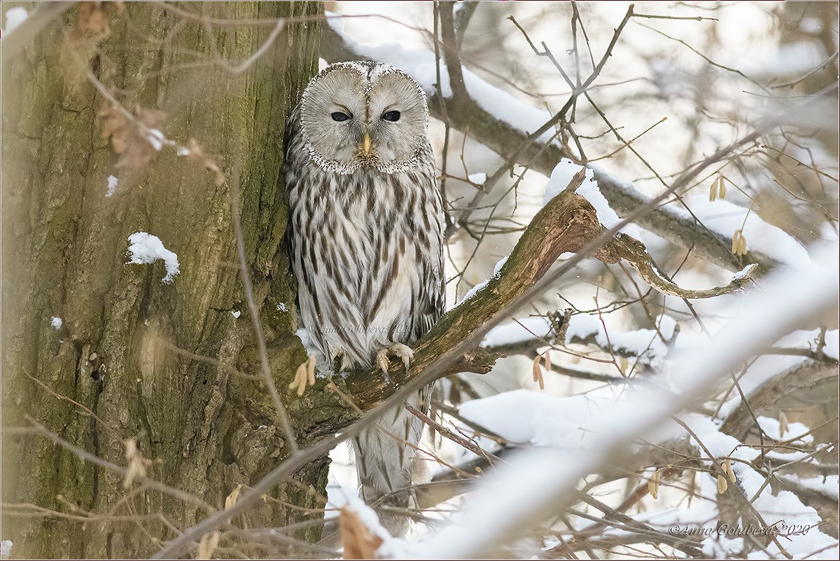 Ural Owl - Anna Golubeva