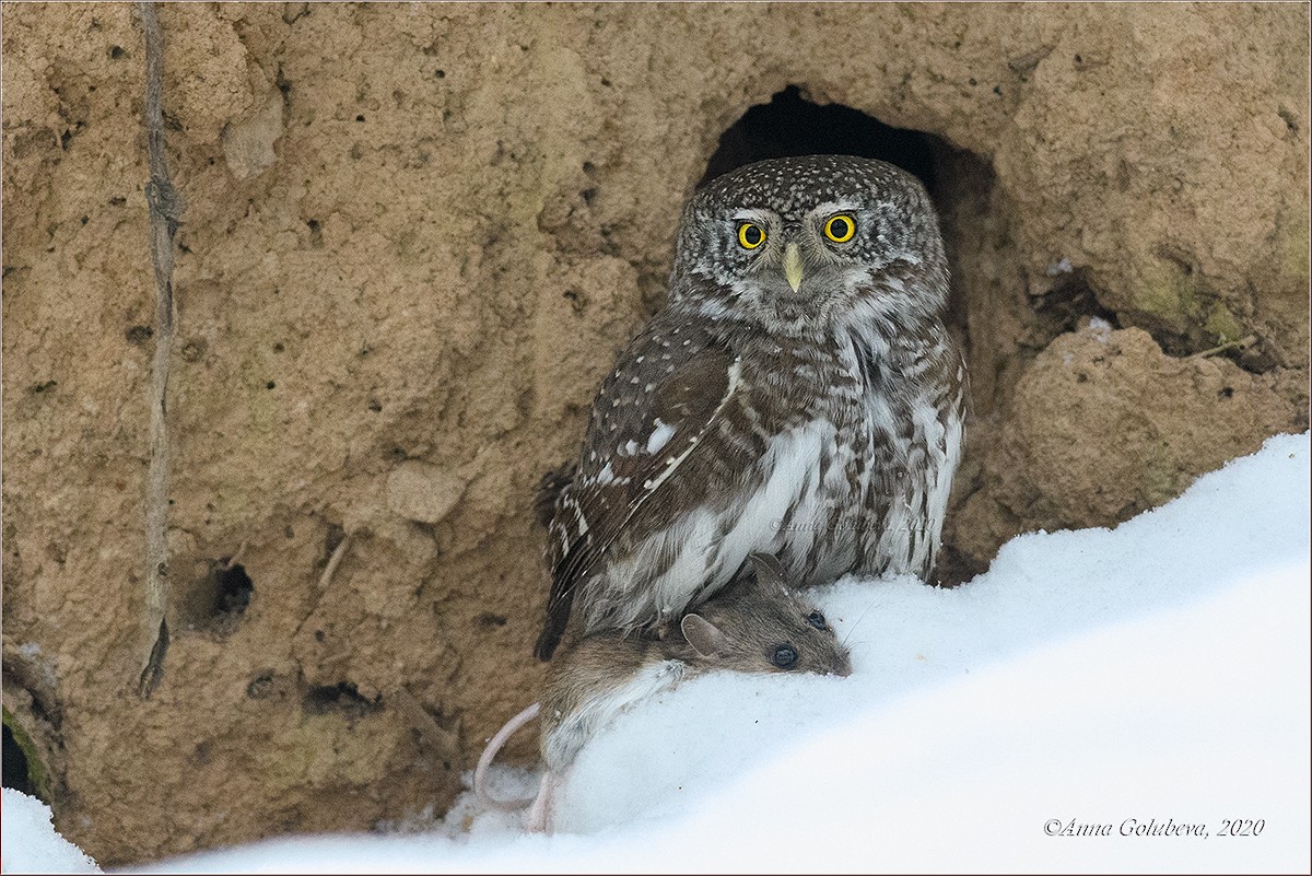 Eurasian Pygmy-Owl - ML295452591
