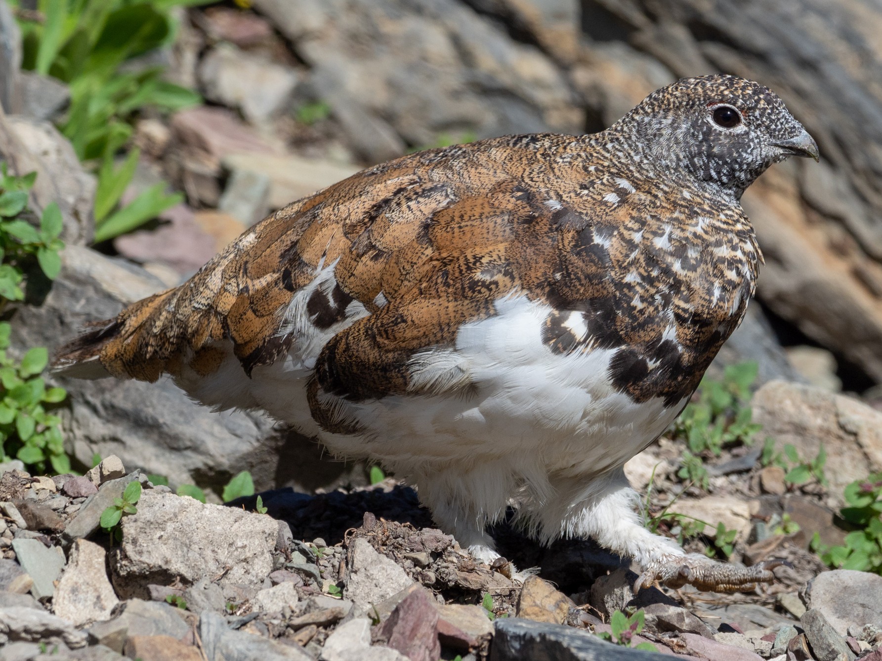 White-tailed Ptarmigan - Forest Botial-Jarvis