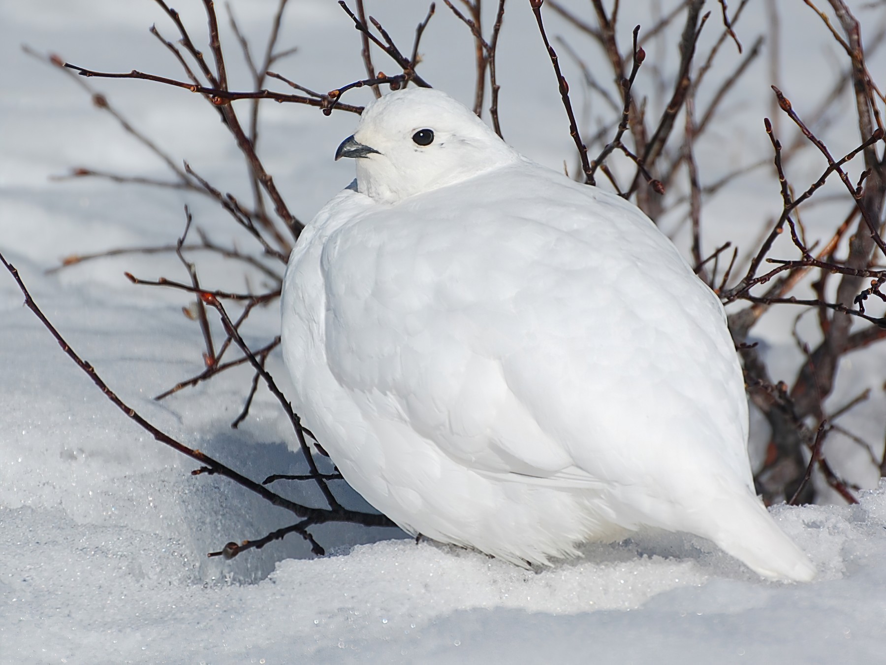 White-tailed Ptarmigan - Timo Mitzen