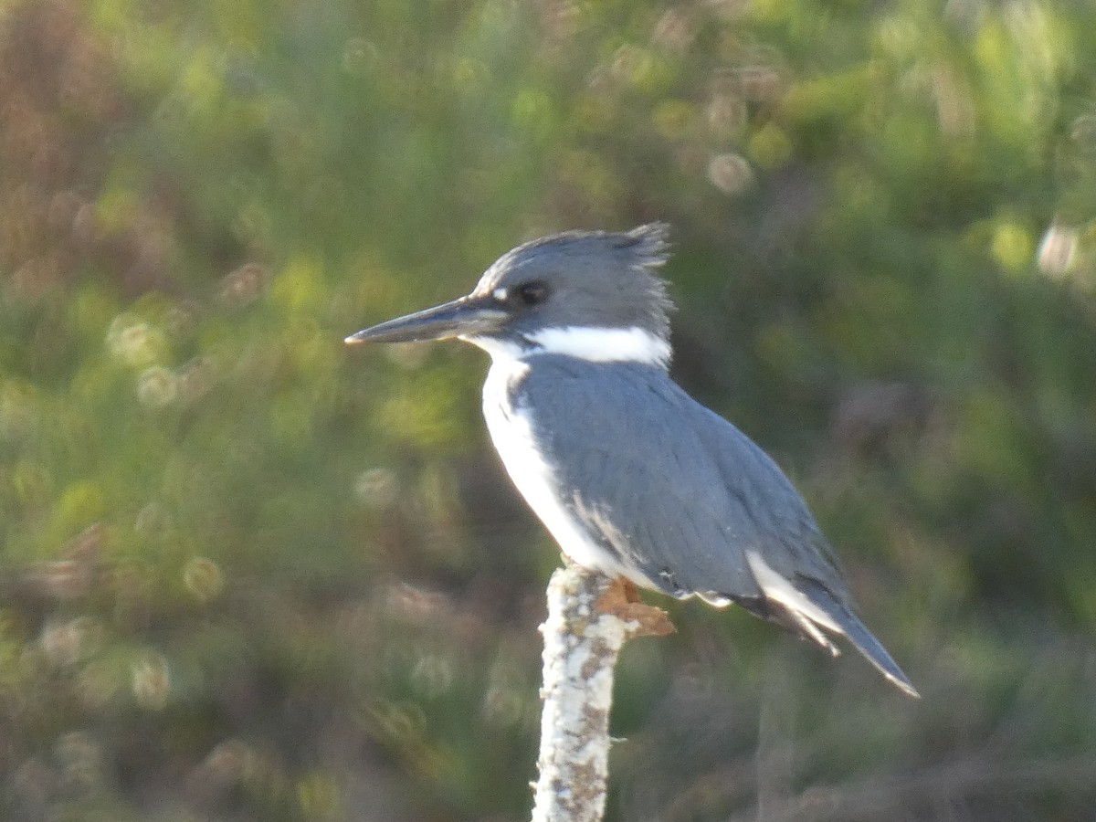 Belted Kingfisher - ML295458901