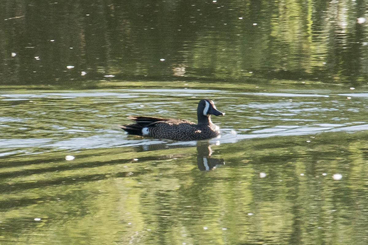 Blue-winged Teal - ML29545921