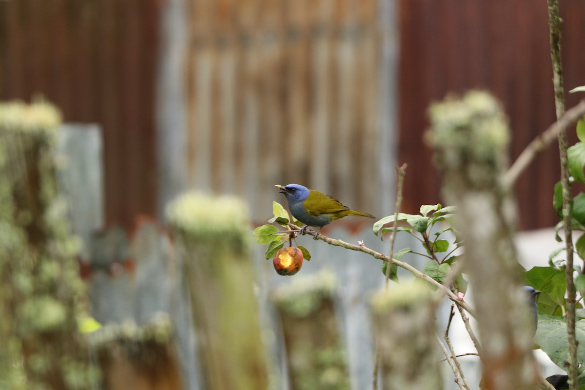 Blue-capped Tanager - ML295461251