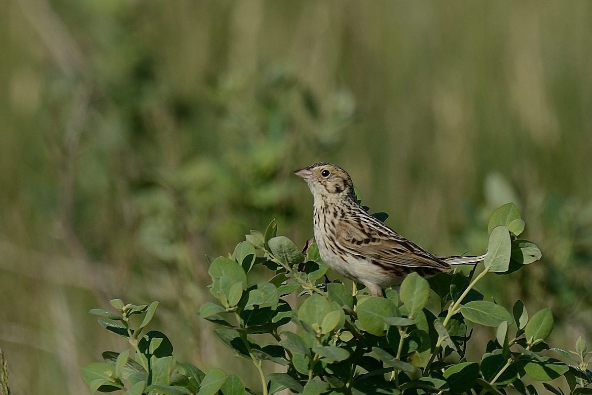 Baird's Sparrow - Steve Morytko