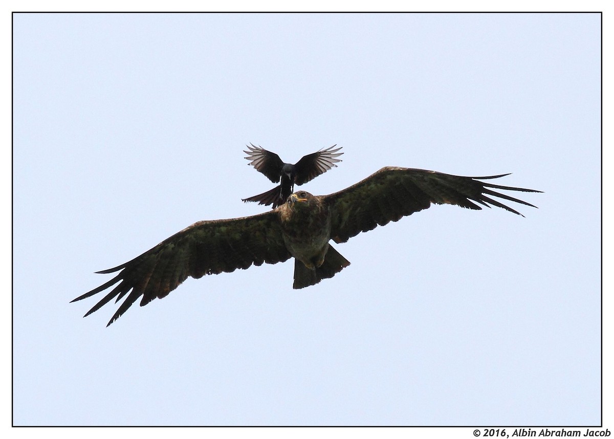 Indian Spotted Eagle - Albin Jacob