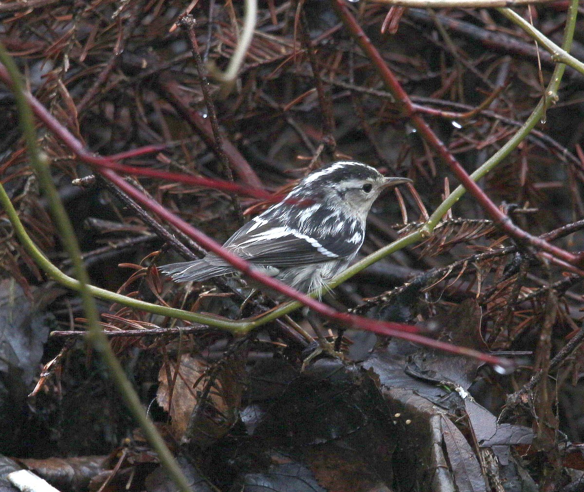 Black-and-white Warbler - ML295477751