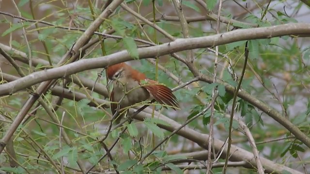 Rusty-backed Spinetail - ML295477761