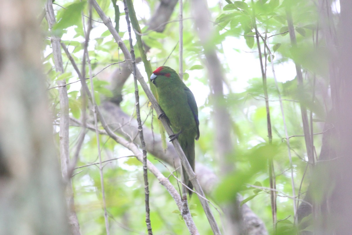 Red-crowned Parakeet - Eric de Leeuw