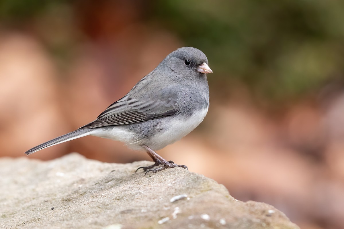 Junco ardoisé (hyemalis/carolinensis) - ML295478311