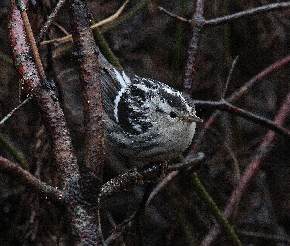Black-and-white Warbler - Charles Fitzpatrick