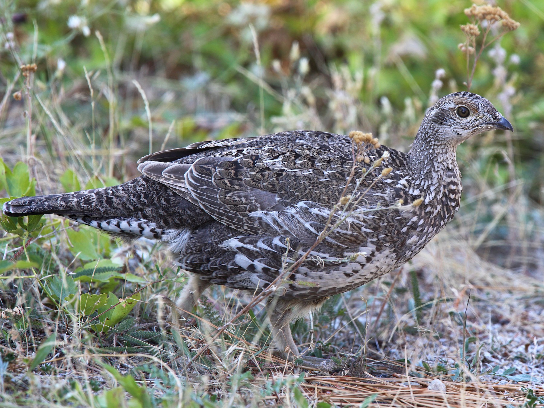 Dusky Grouse - Laure Wilson Neish