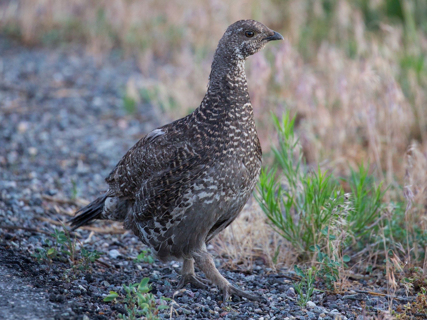 Dusky Grouse - David Disher