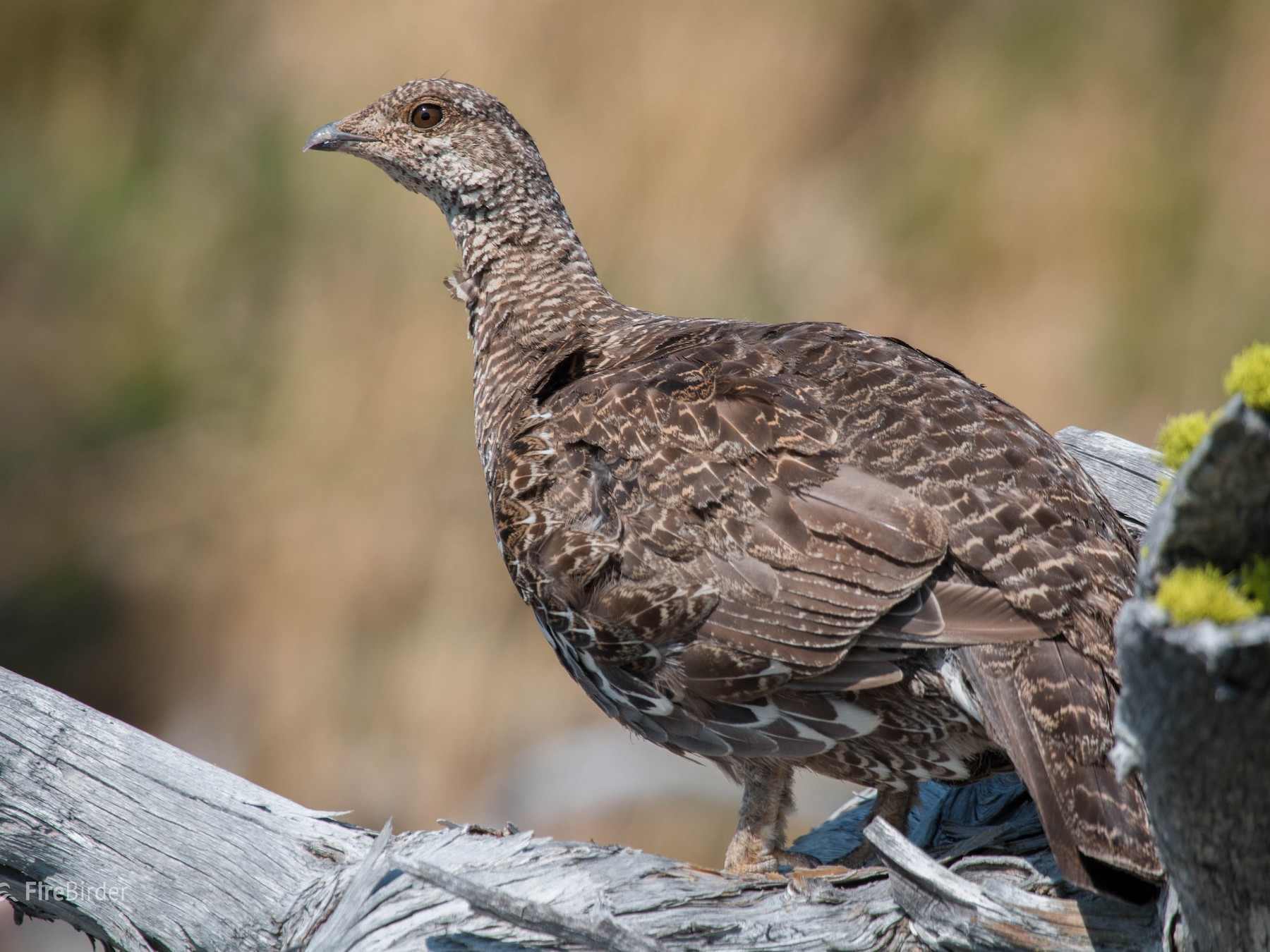 Dusky Grouse - Tanner Martin