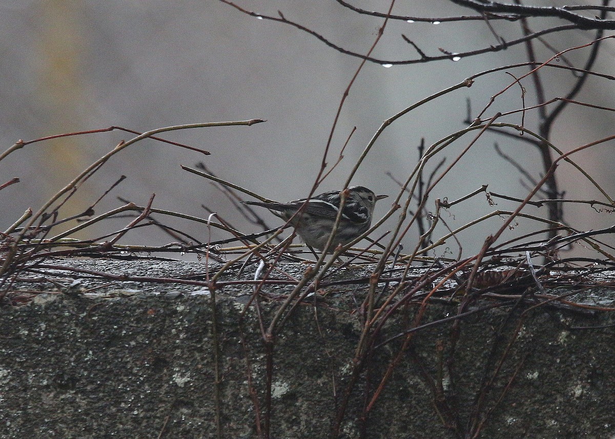 Black-and-white Warbler - ML295480271