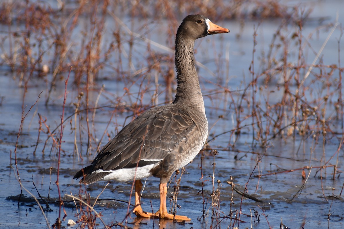 Greater White-fronted Goose - Claire H