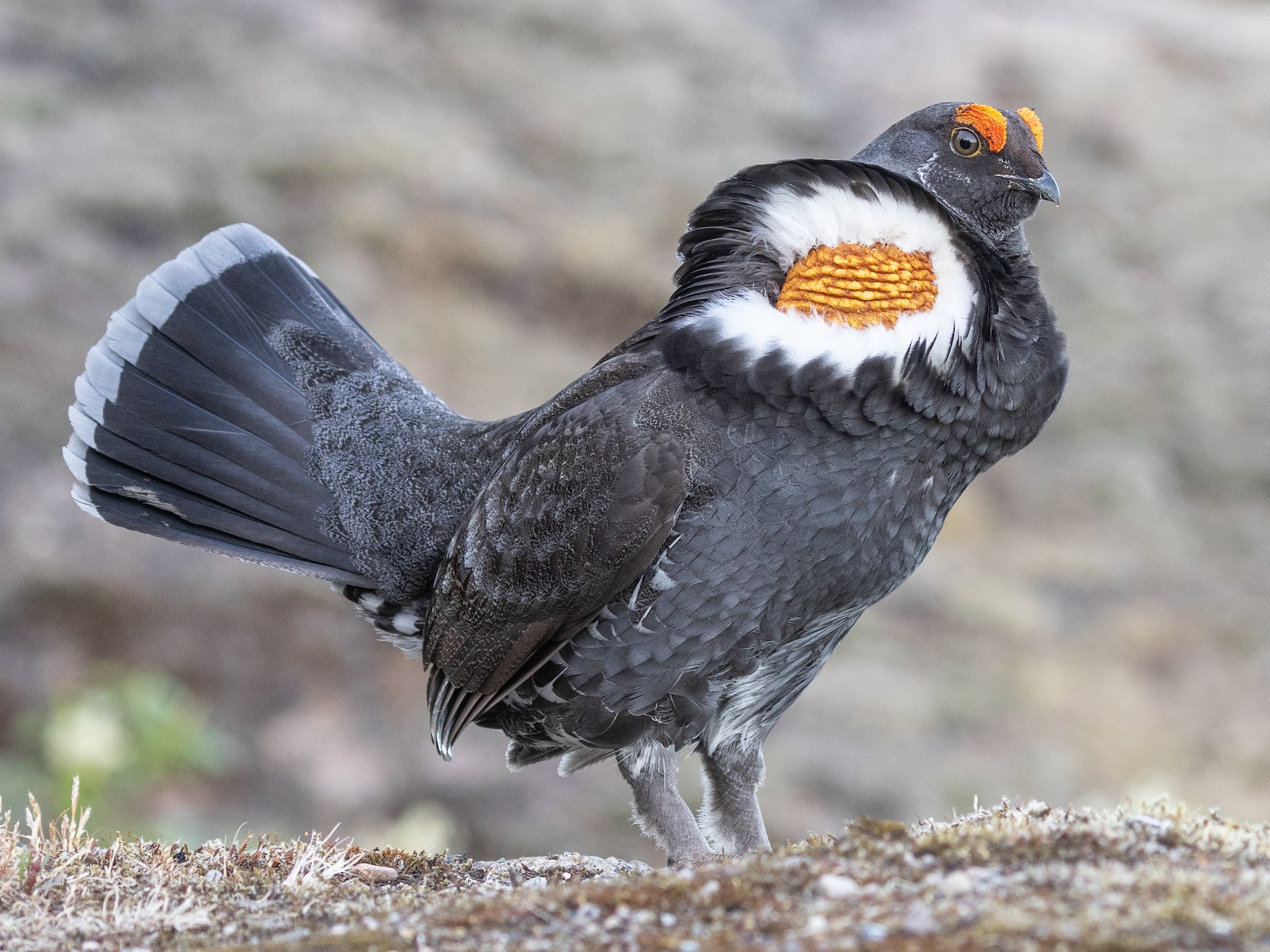 Sooty Grouse - Blair Dudeck