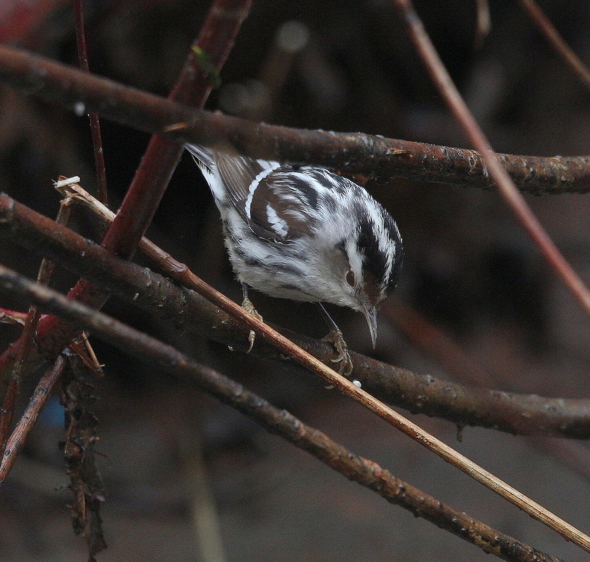 Black-and-white Warbler - ML295482001