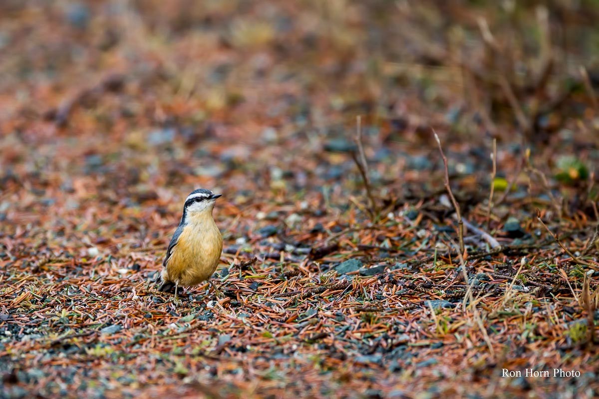 Red-breasted Nuthatch - Ron Horn
