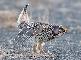  - Sharp-tailed Grouse