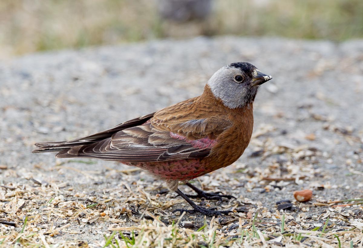 Gray-crowned Rosy-Finch - ML295483251