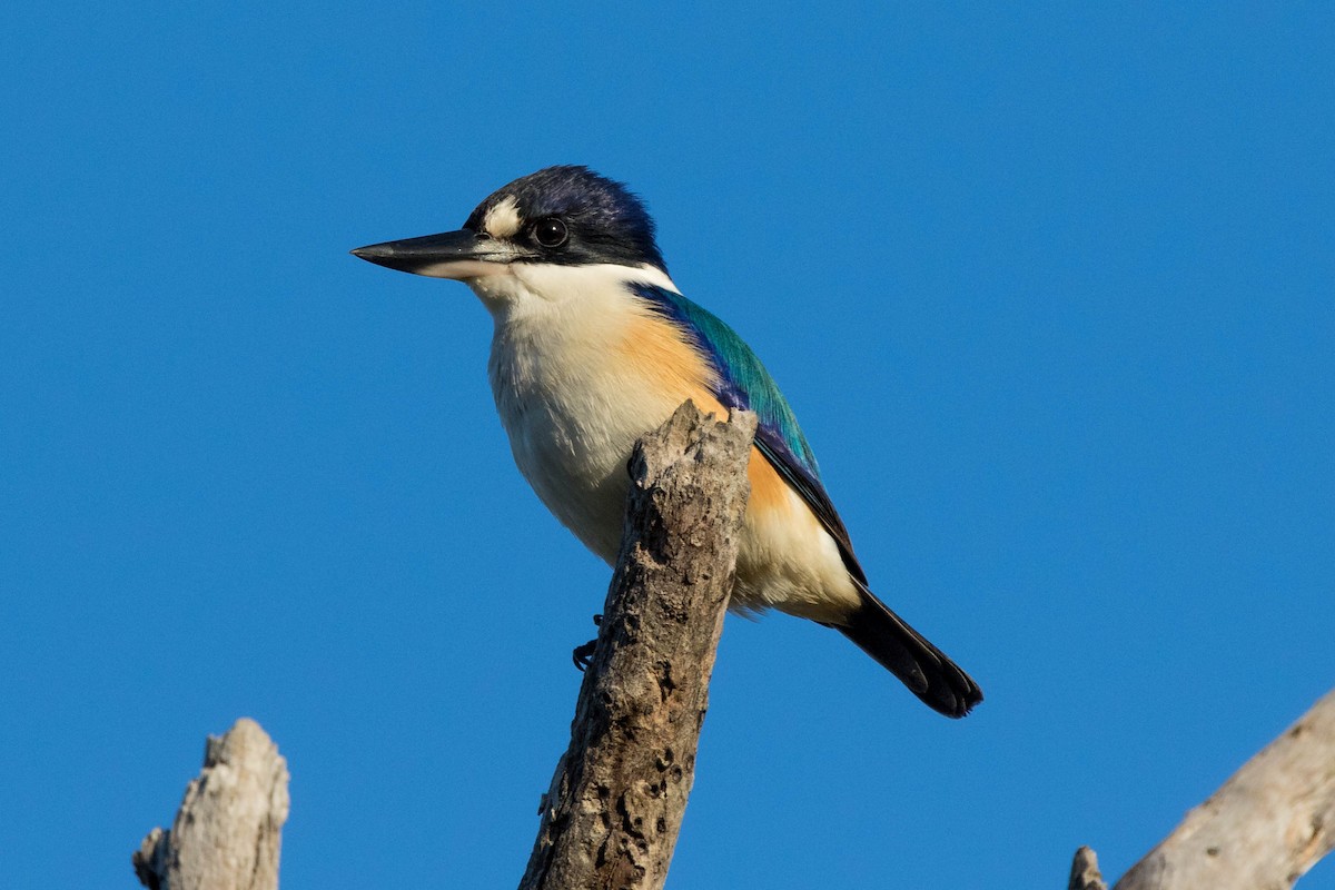 Forest Kingfisher - ML29548511