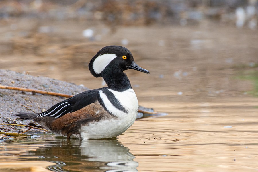 Hooded Merganser