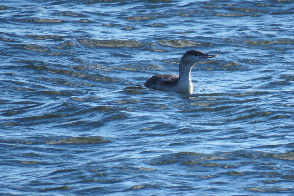 Red-throated Loon - ML295489081