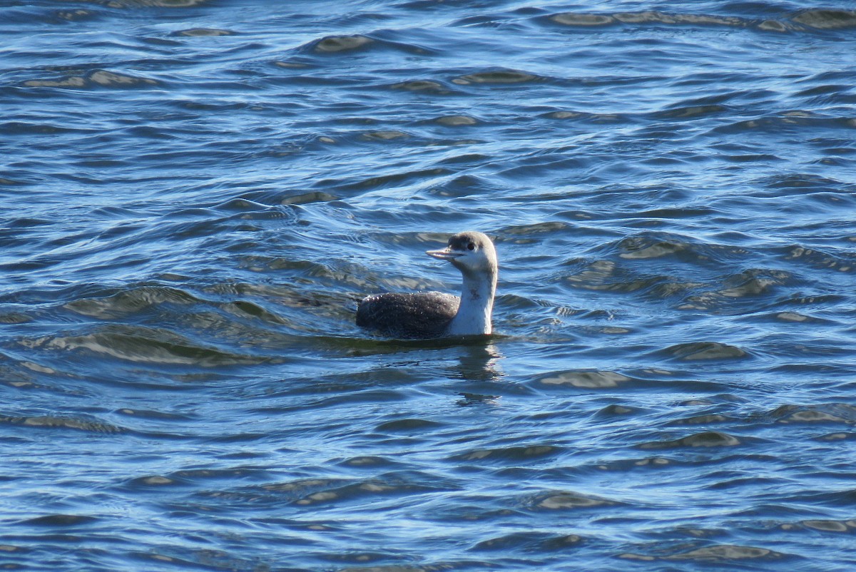 Red-throated Loon - ML295489781