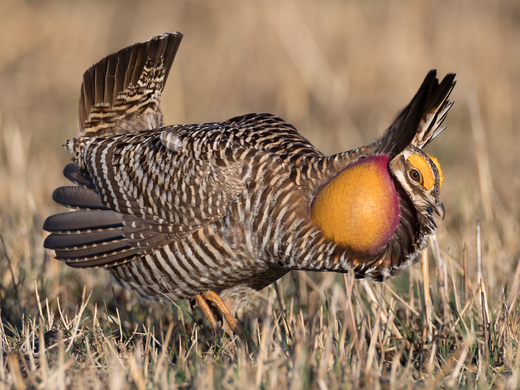 Greater Prairie-Chicken - Ryan Sanderson