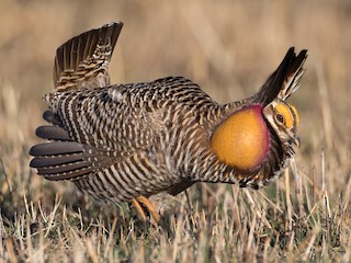  - Greater Prairie-Chicken