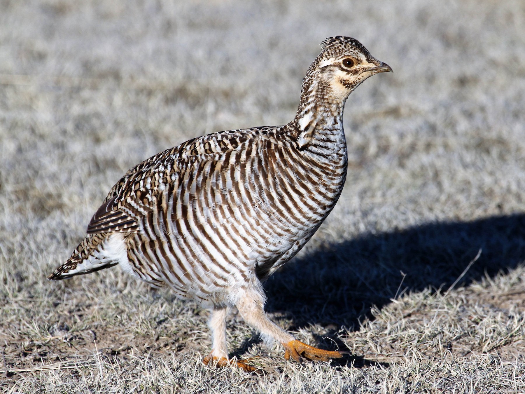 Greater Prairie-Chicken - Ronald Goddard