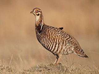 Adult male - Christian Hagenlocher - ML295491101