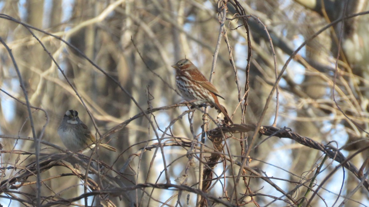 Fox Sparrow (Red) - ML295491491
