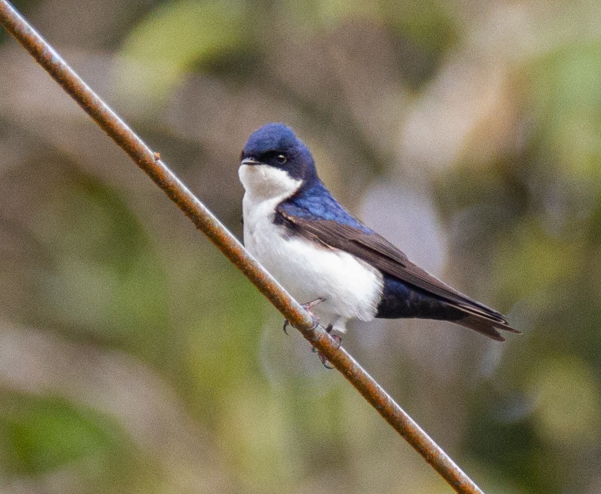 Blue-and-white Swallow - Chuck Heikkinen