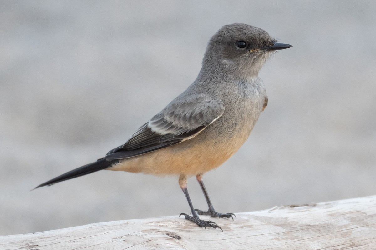 Say's Phoebe - David Turgeon