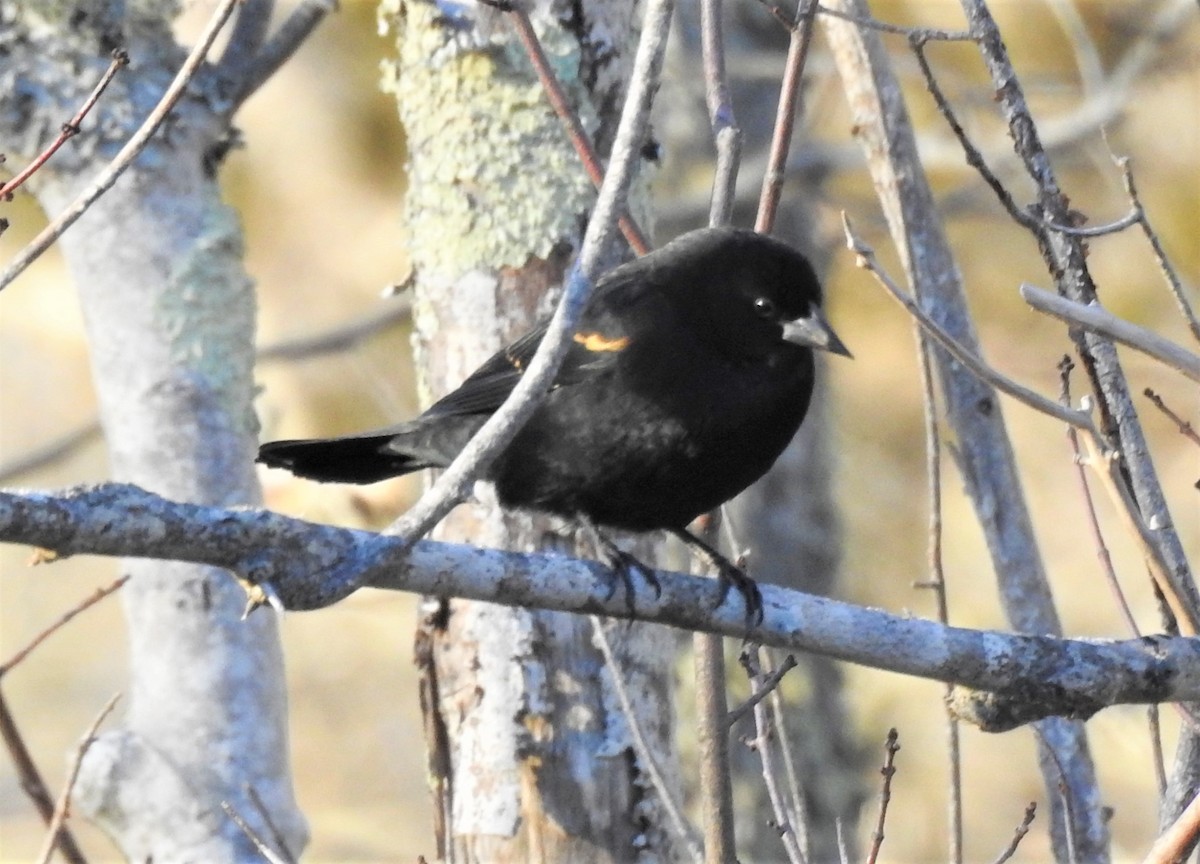 Red-winged Blackbird (Red-winged) - ML295499961