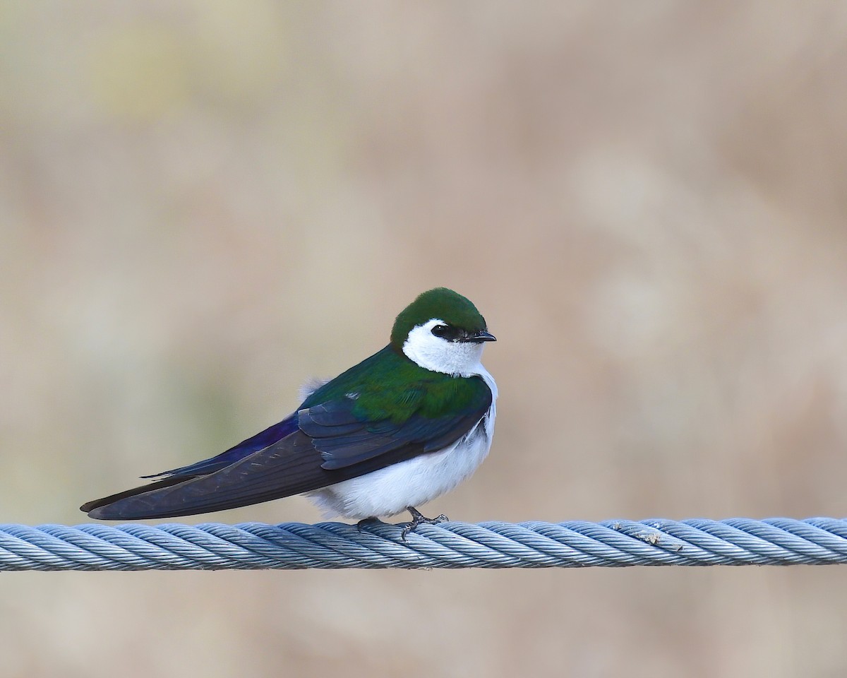 Violet-green Swallow - Thirumalai Suresh