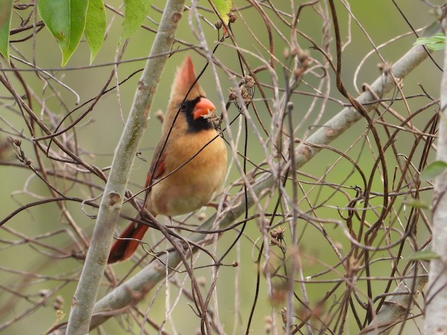 Female (presumably subspecies <em>coccineus</em>). - Northern Cardinal - 