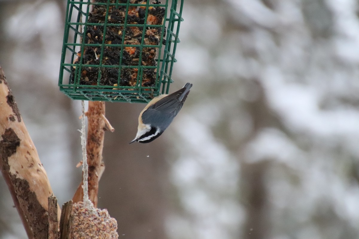 Red-breasted Nuthatch - ML295510651