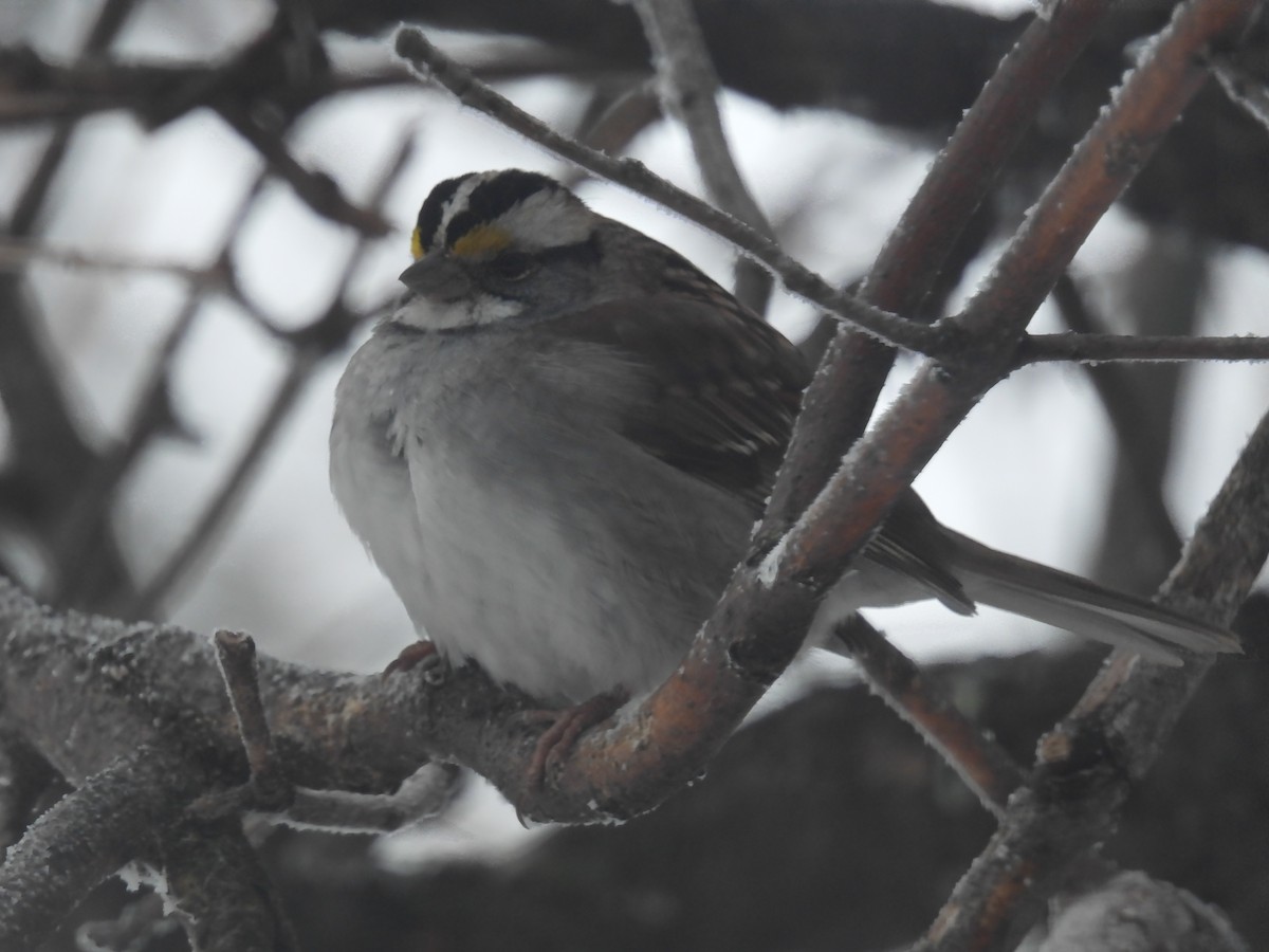 White-throated Sparrow - ML295510661
