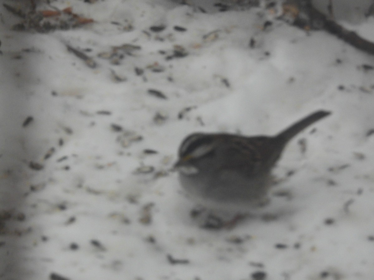 White-throated Sparrow - ML295512511