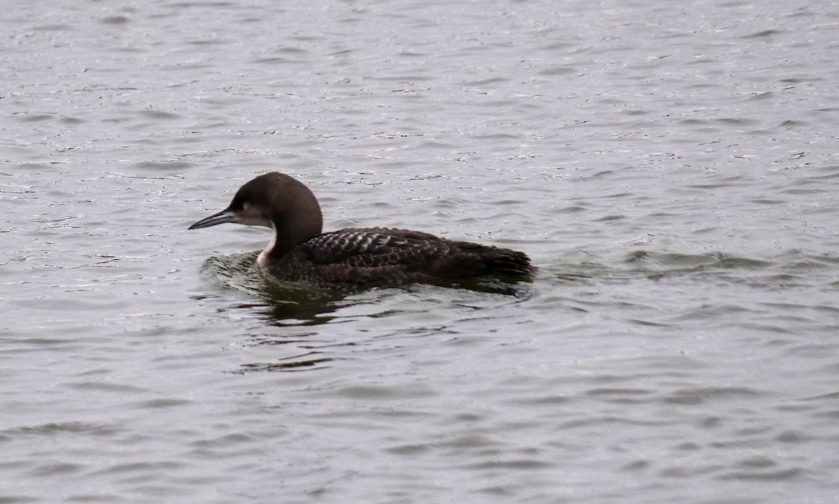 Pacific Loon - Dennis Arendt