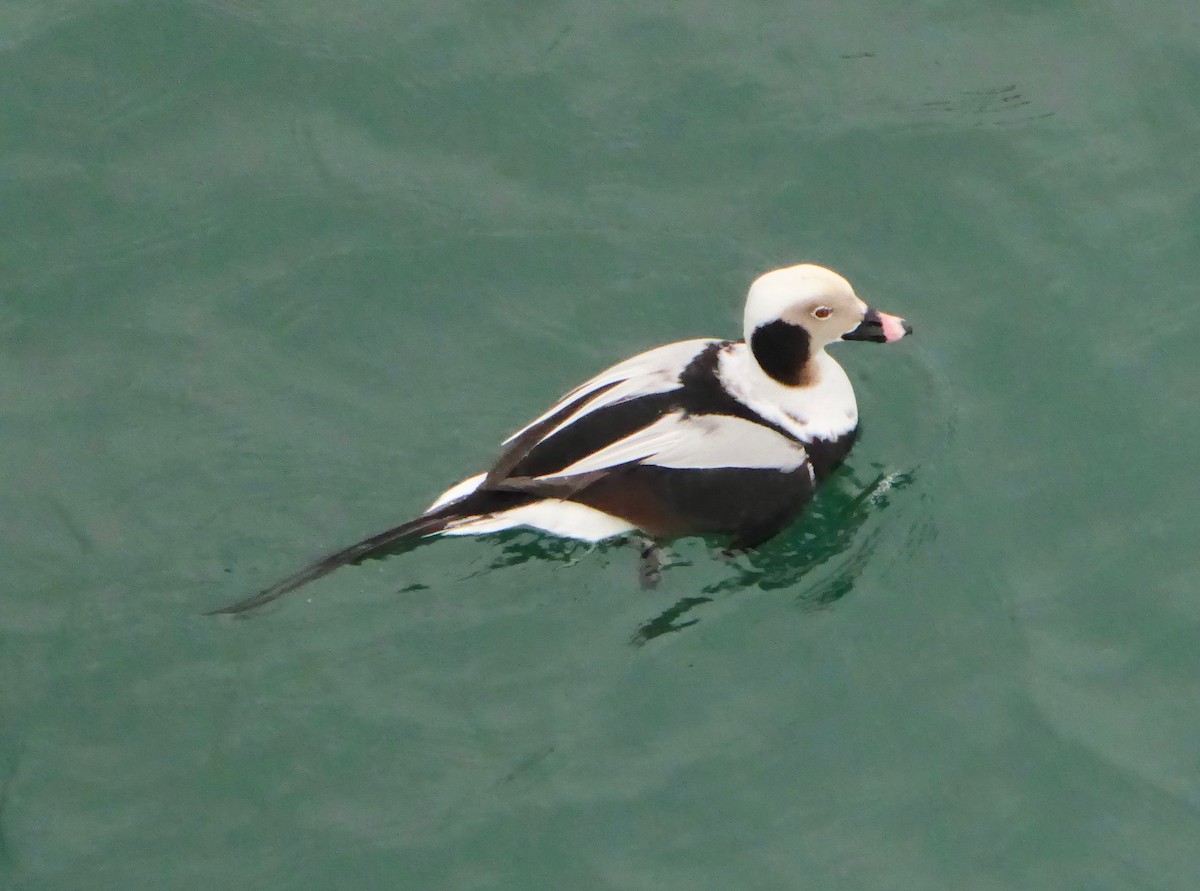 Long-tailed Duck - ML295534571