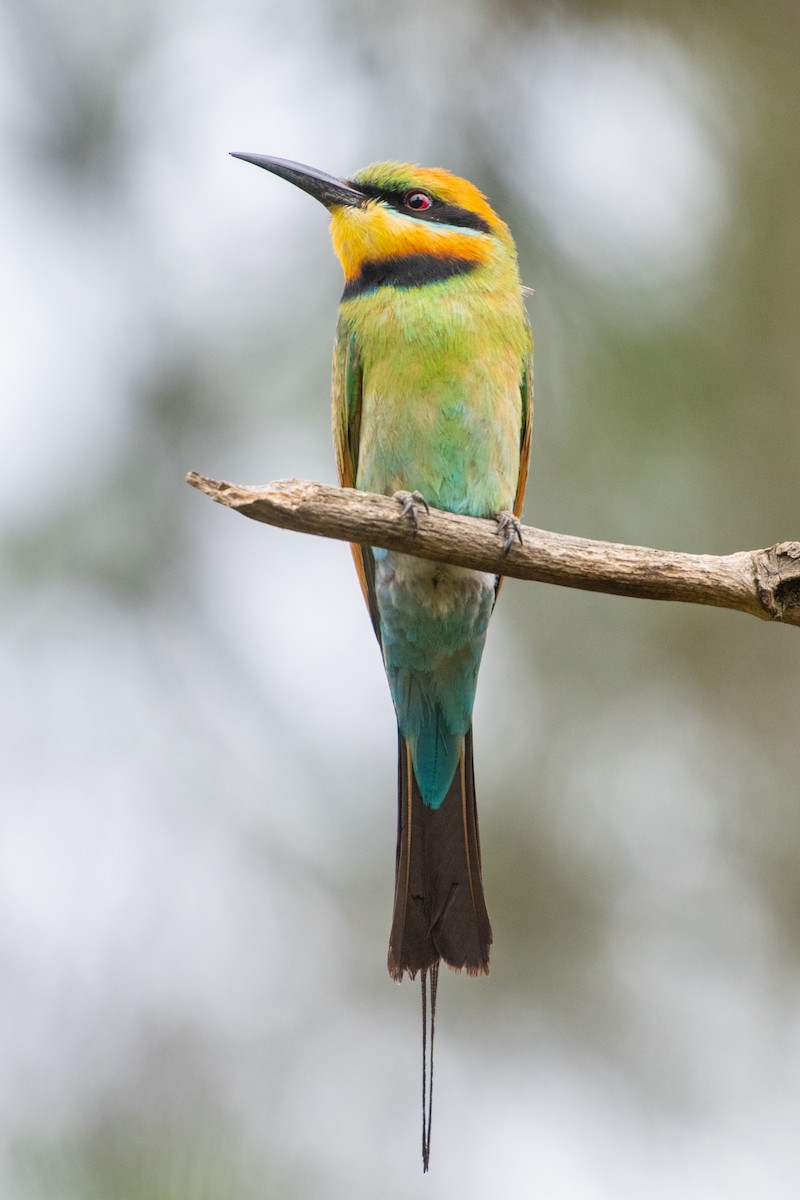 Rainbow Bee-eater - ML295539151