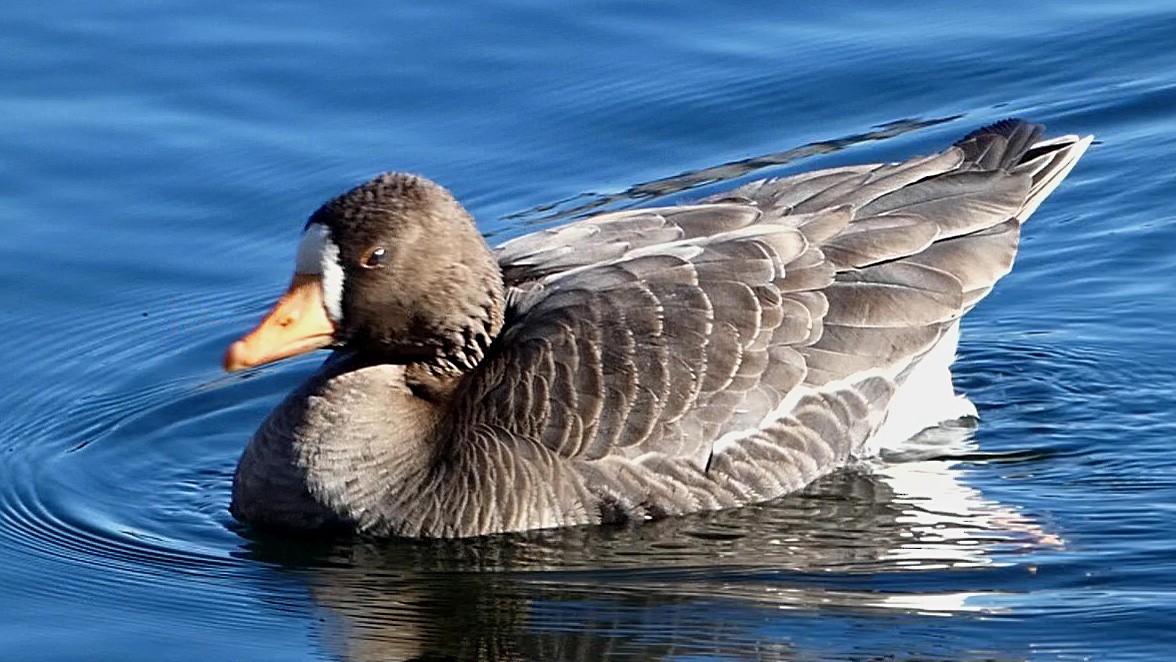 Greater White-fronted Goose - ML295547941