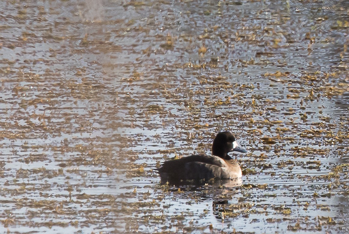 Greater Scaup - Lynette Spence