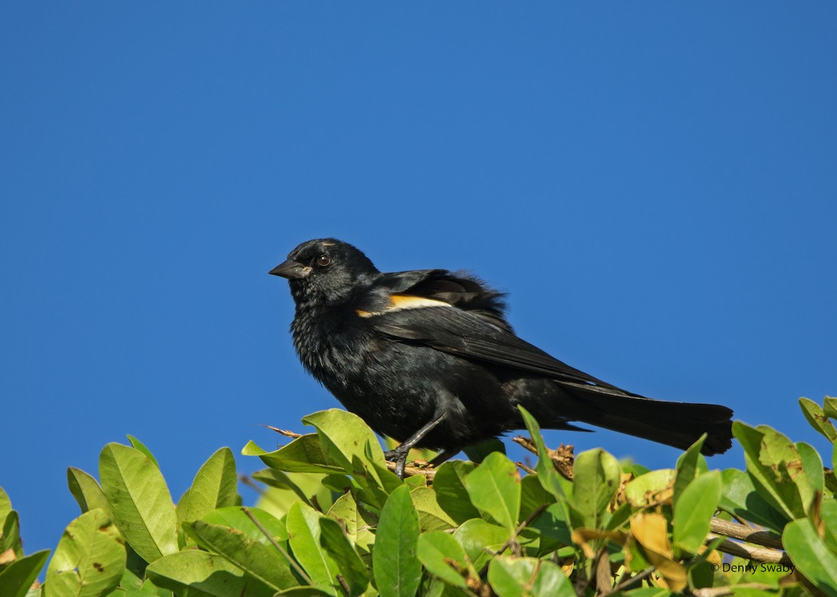 Tawny-shouldered Blackbird - ML29555431