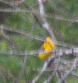 Prothonotary Warbler - Jason Forbes